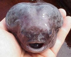 ホテイウオ 幼魚