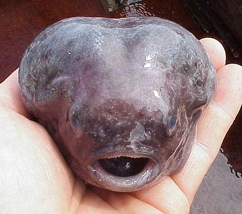 ホテイウオ 幼魚