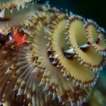 美しい深海生物！イバラカンザシの生態について！